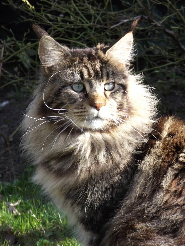 Maine Coon Kansas billede 11