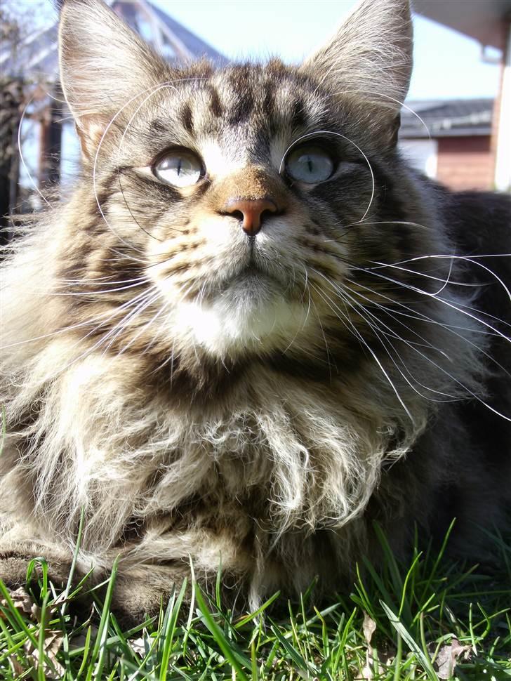 Maine Coon Kansas billede 12