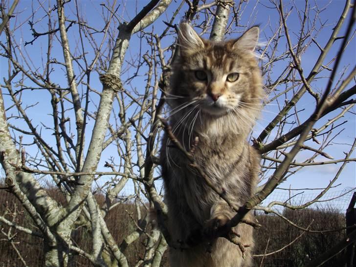 Maine Coon Dalibro´s Flotte Fiona billede 17