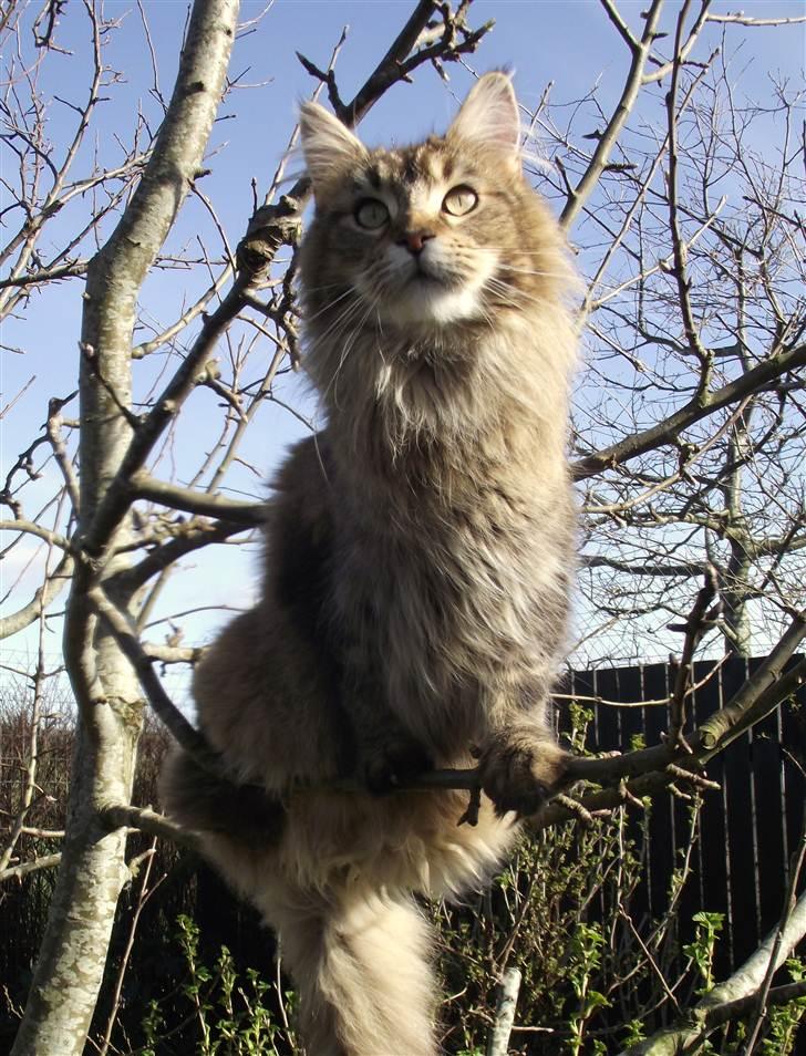 Maine Coon Dalibro´s Flotte Fiona billede 18