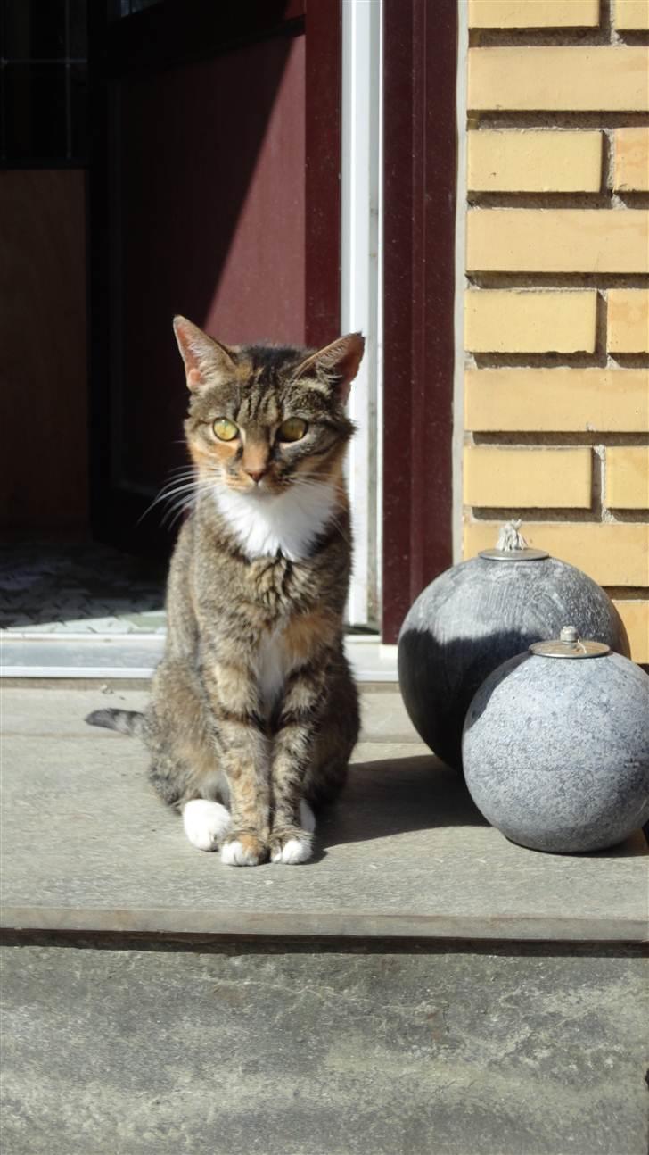 Blanding af racer mogens billede 9