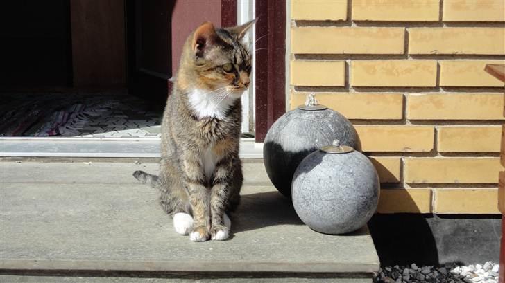 Blanding af racer mogens billede 10