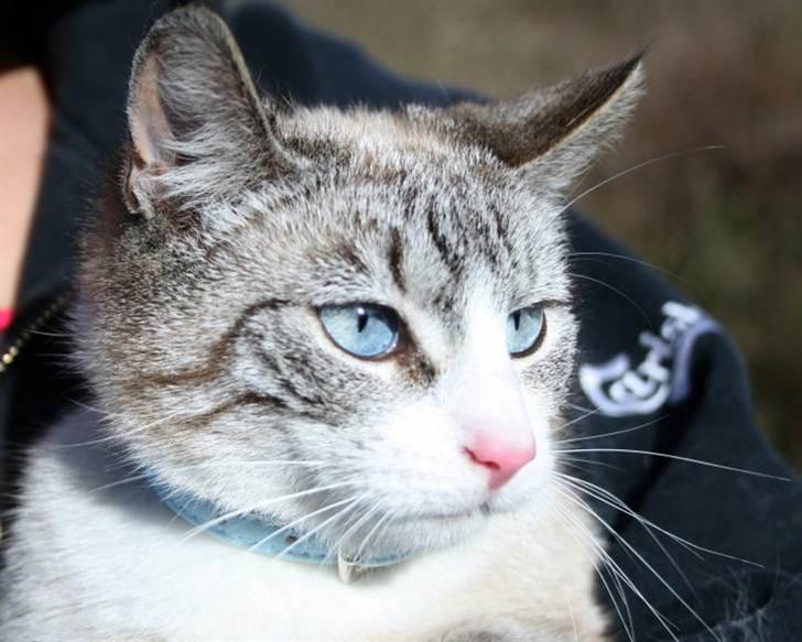 Huskat <3 Princess <3  billede 1