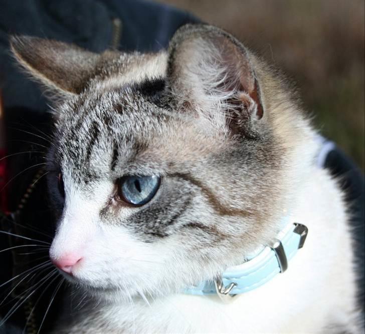 Huskat <3 Princess <3  billede 2