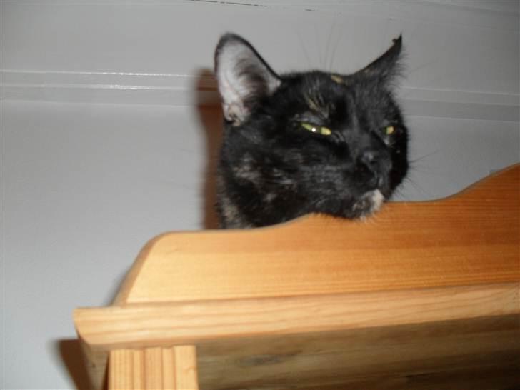 Huskat † Marie † )': billede 13