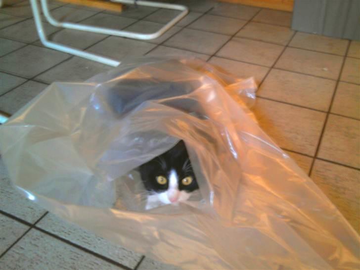 Huskat {bøf}2009 - Banditten i Posen :D billede 18