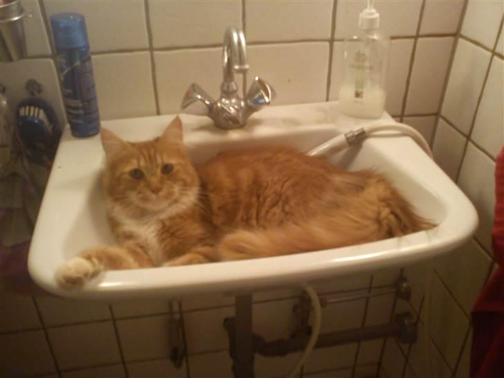 Maine Coon Kashmir billede 1