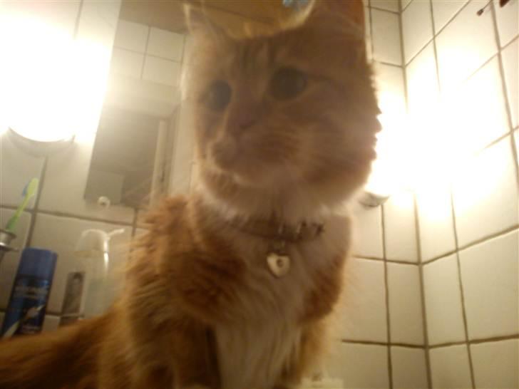 Maine Coon Kashmir - "se mig se mig" billede 2