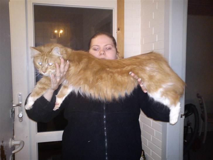 Maine Coon Kashmir - (Hvor stor er Kashmir) Kashmir viser "jeg er så stor" billede 3
