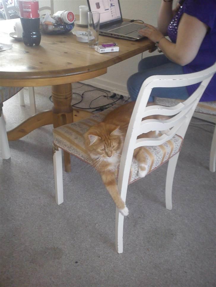 Maine Coon Kashmir billede 4