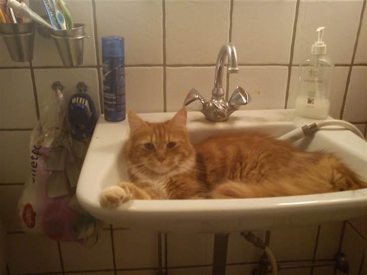 Maine Coon Kashmir billede 5