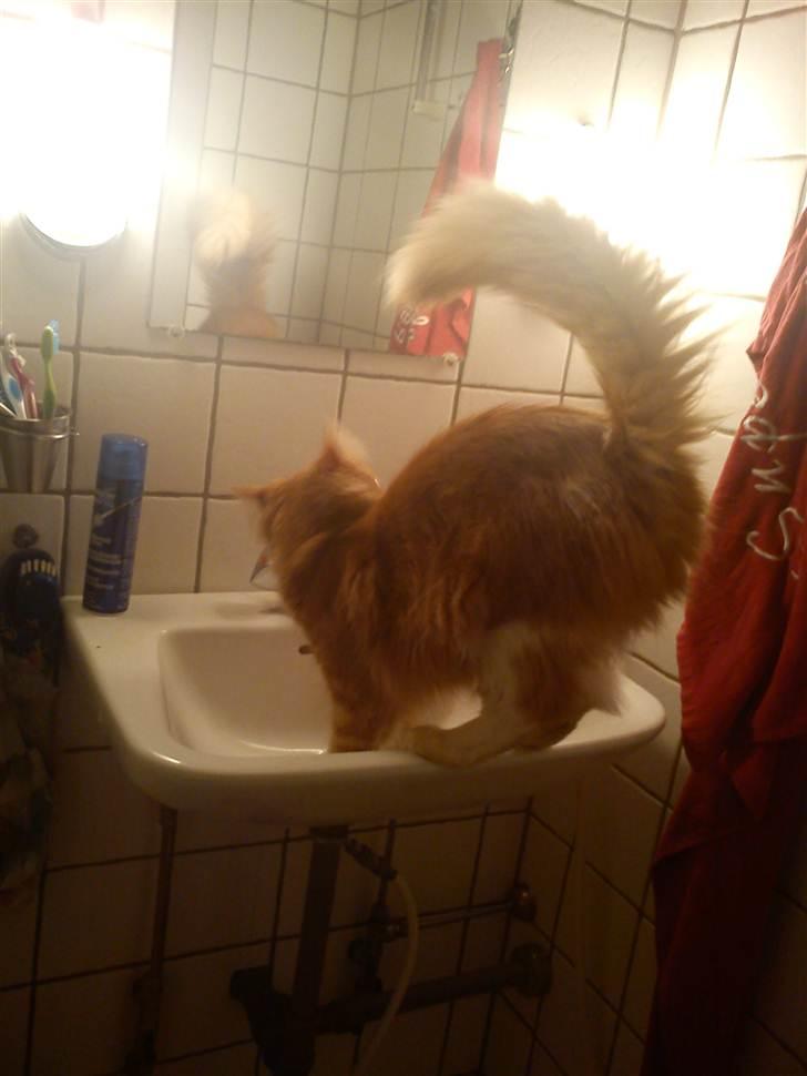 Maine Coon Kashmir - Har jeg ikke en lækker numse :) billede 6