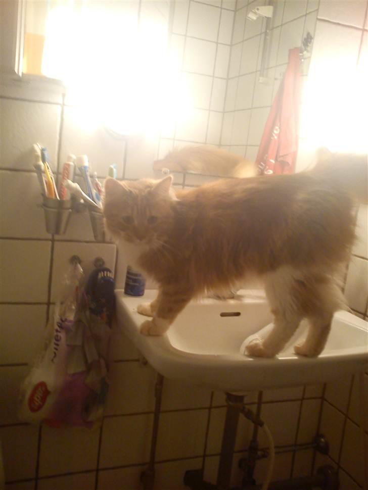 Maine Coon Kashmir billede 7