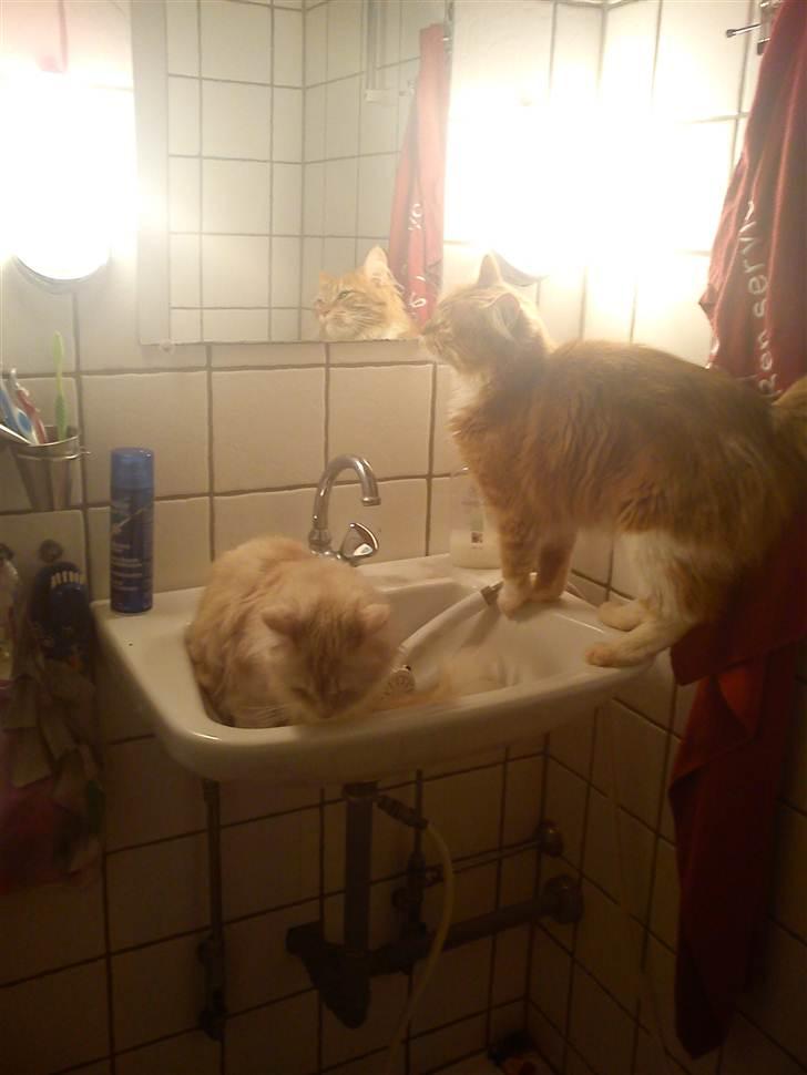 Maine Coon Kashmir billede 8