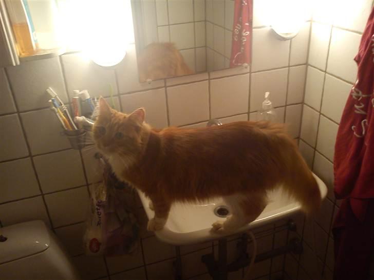 Maine Coon Kashmir billede 9