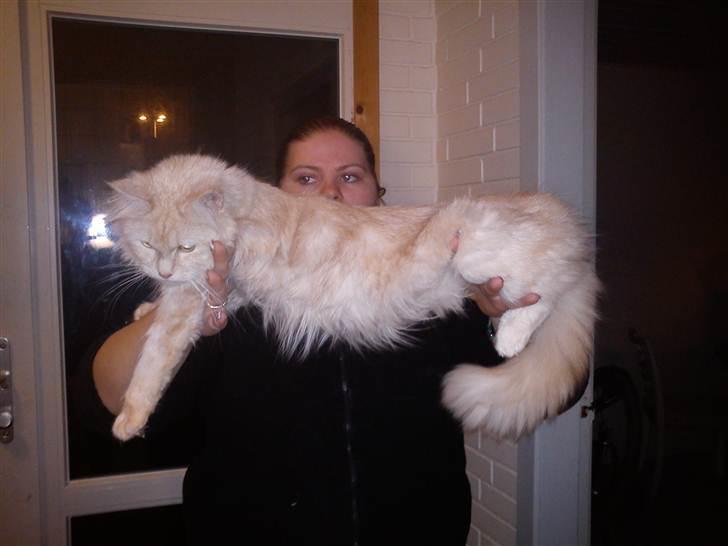 Maine Coon Silke billede 1