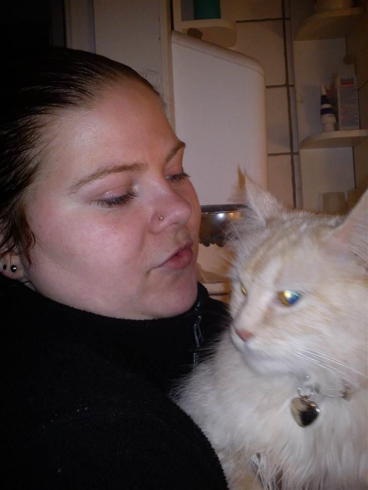 Maine Coon Silke billede 2