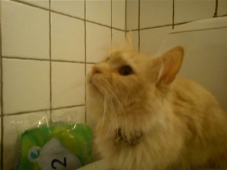 Maine Coon Silke - "ha ha Kashmir, jeg har taget toilettet" billede 3