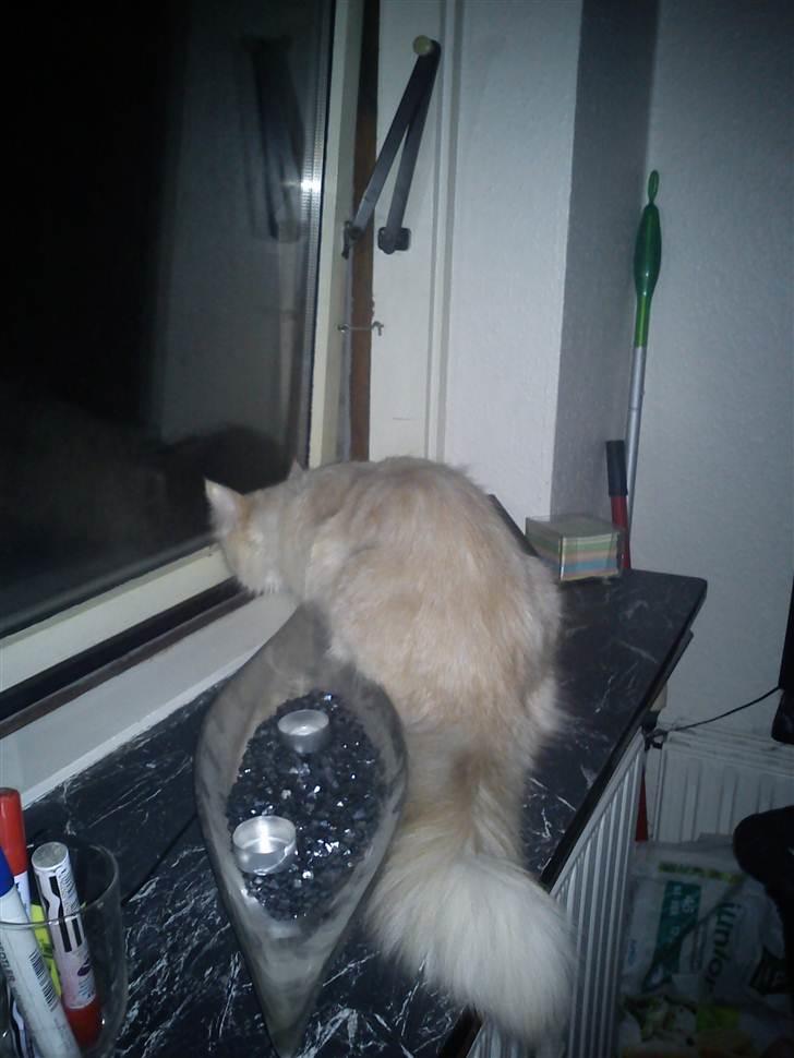 Maine Coon Silke - "mor må jeg godt komme ud" billede 4