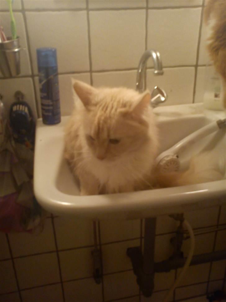 Maine Coon Silke billede 5