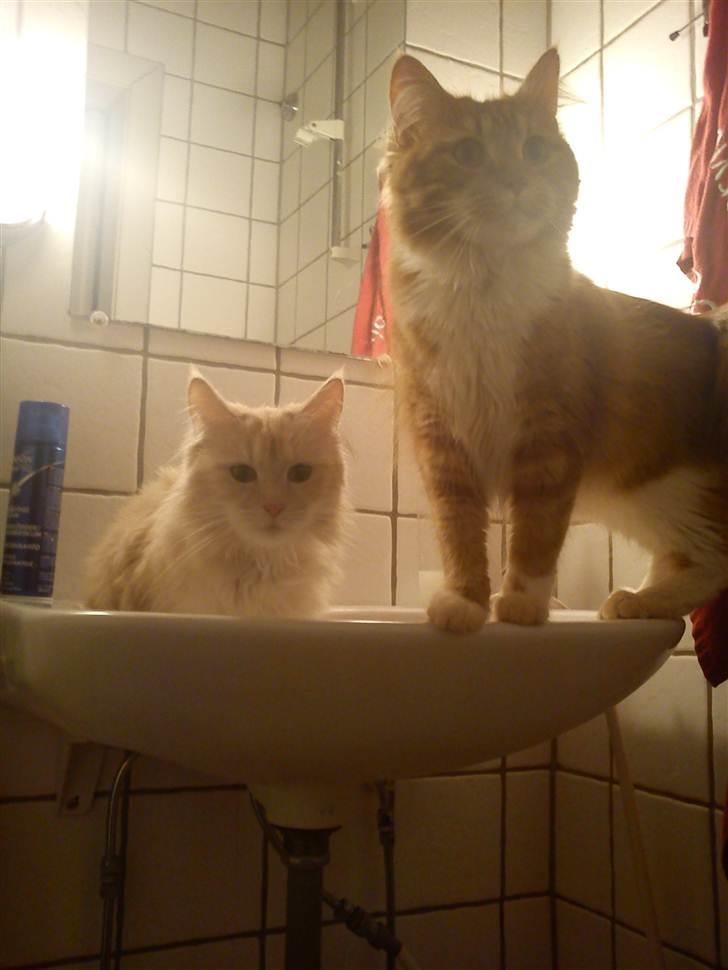 Maine Coon Silke billede 6