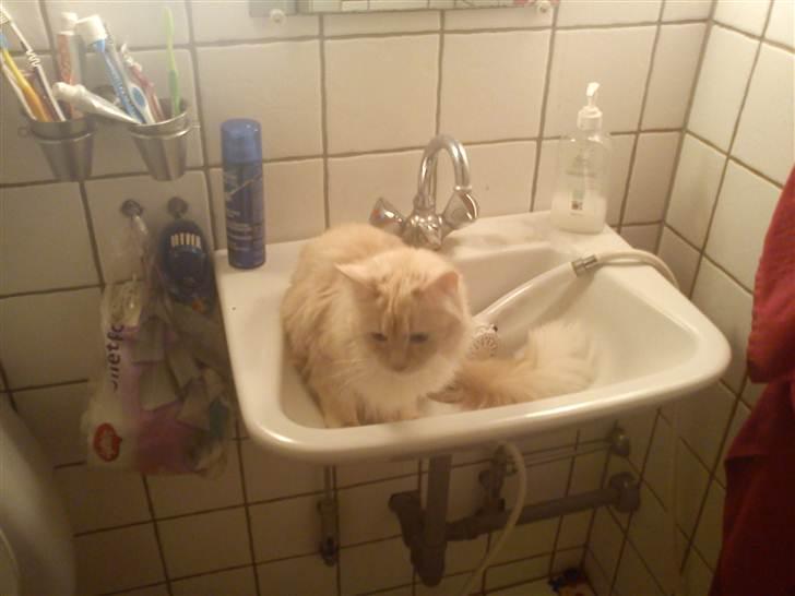 Maine Coon Silke billede 7