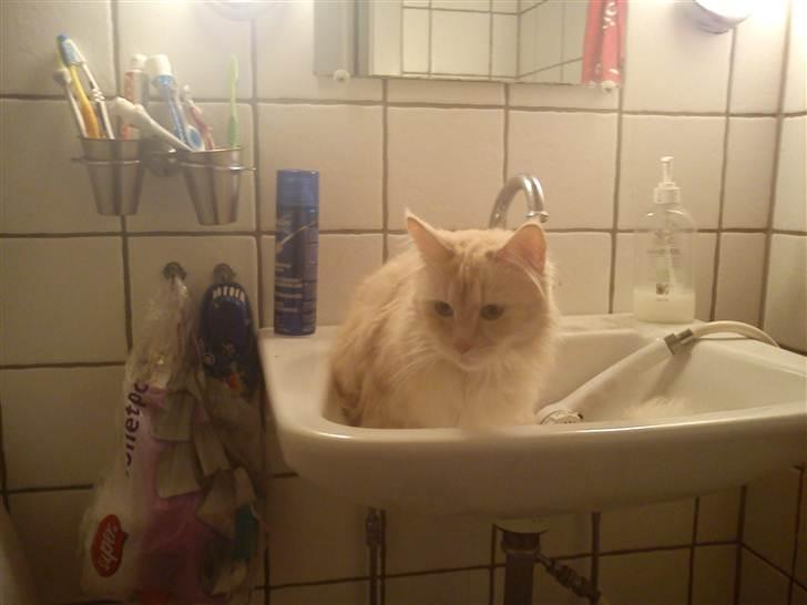 Maine Coon Silke billede 8