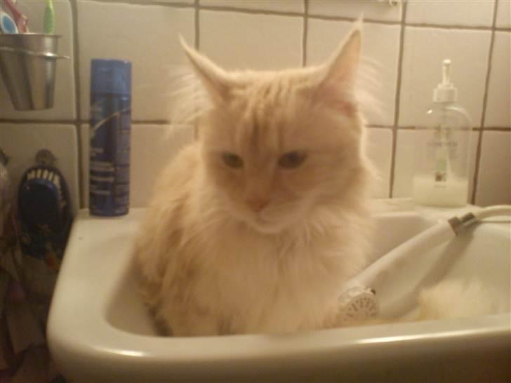 Maine Coon Silke billede 9