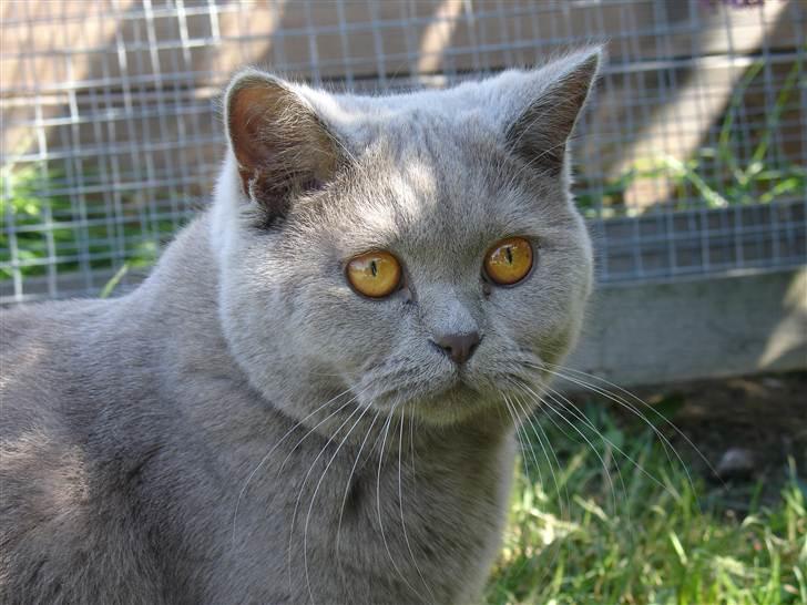 British Shorthair Åberg billede 8
