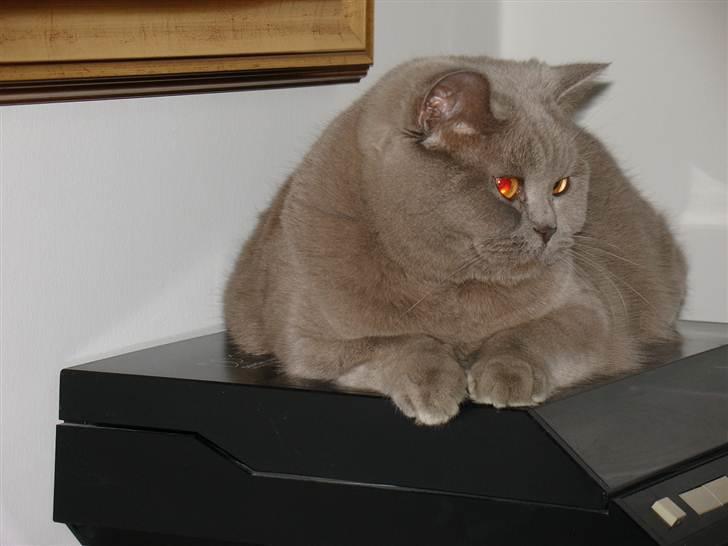 British Shorthair Åberg - Lille fede kat, med rødglødende øjne.. Sjovt hvad en blitz kan gøre :-)  billede 9