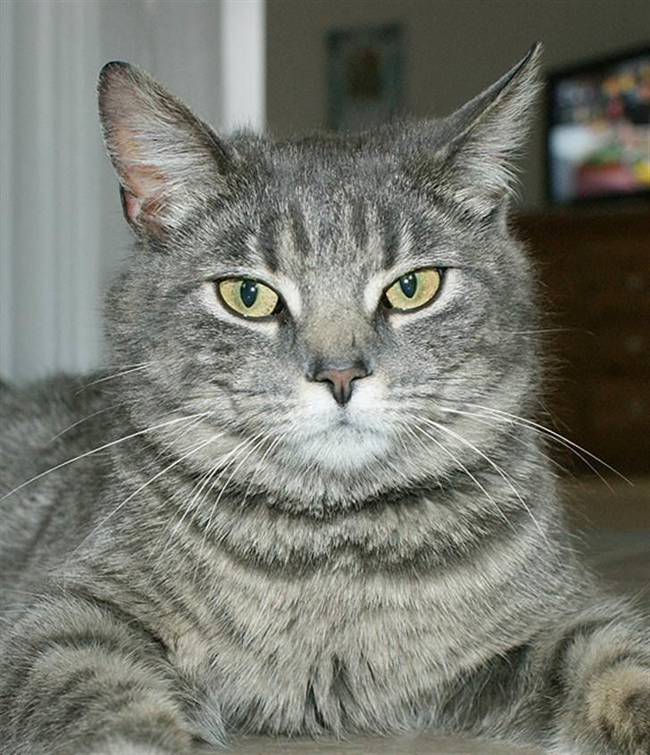 Huskat Sally billede 1