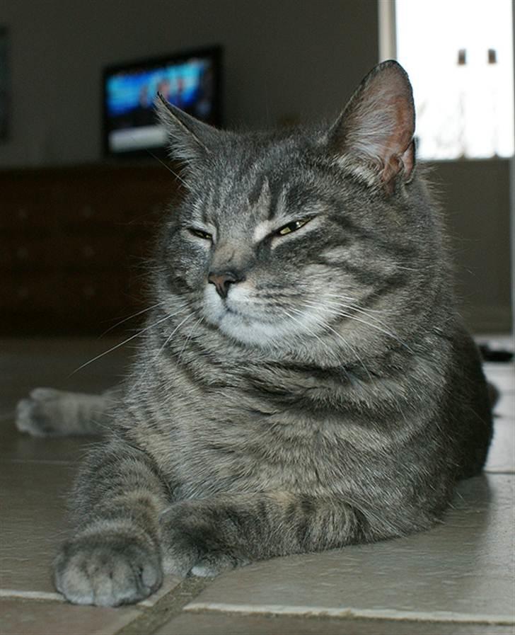 Huskat Sally billede 2