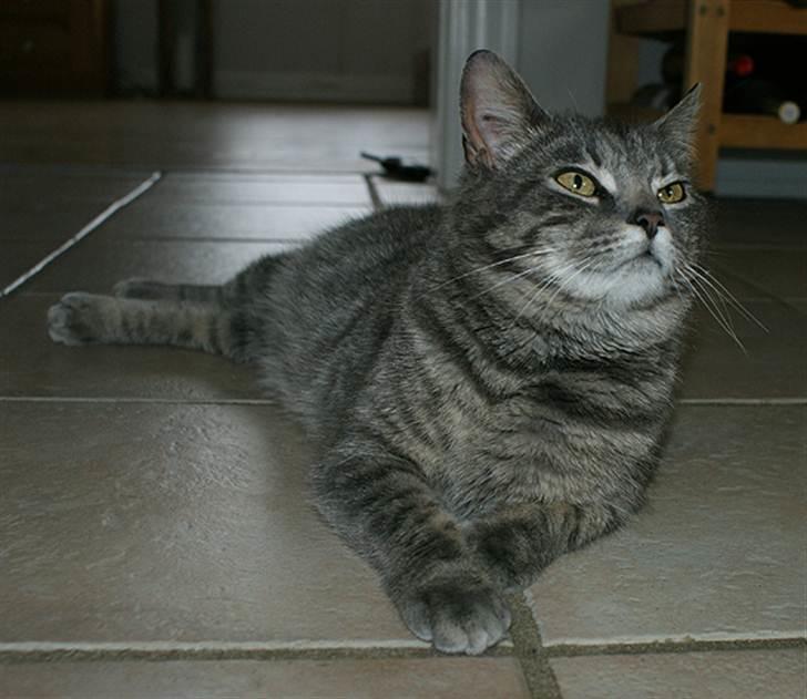 Huskat Sally billede 3