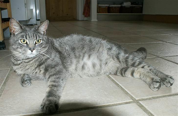 Huskat Sally billede 4