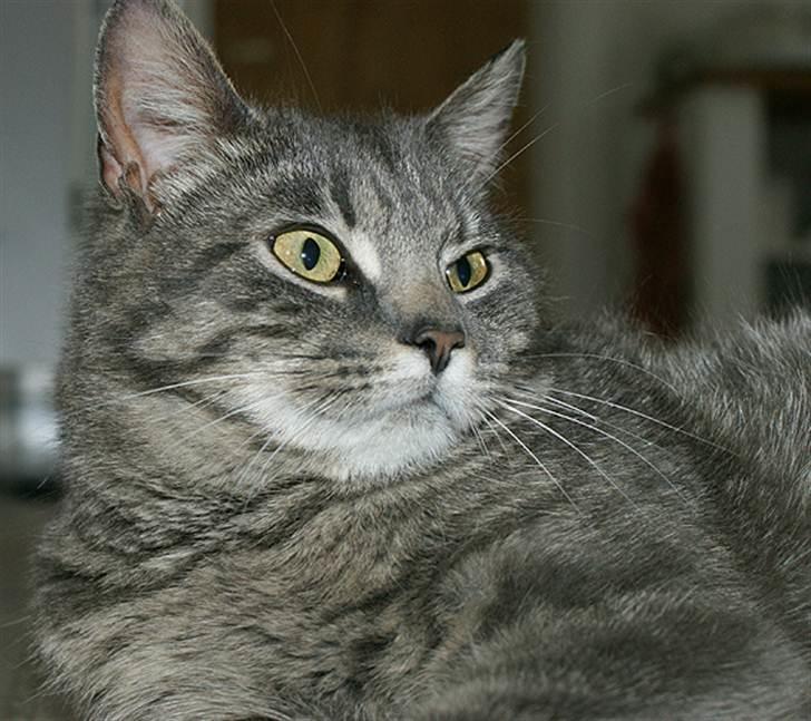 Huskat Sally billede 5