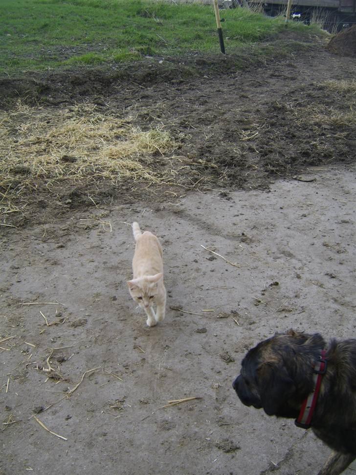 Blanding af racer Mille billede 8