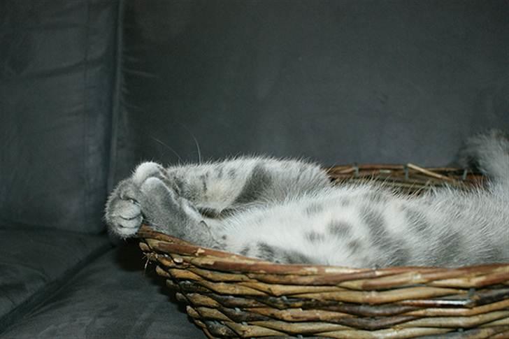 Huskat Sally - Sally som killing billede 9