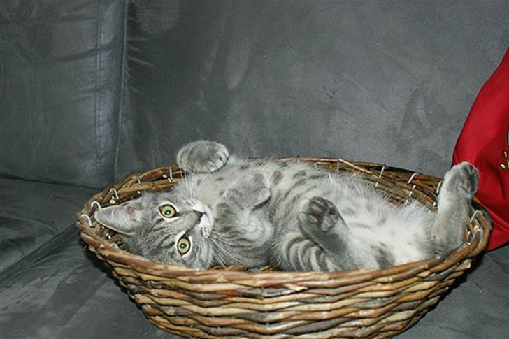 Huskat Sally - Sally som killing billede 10