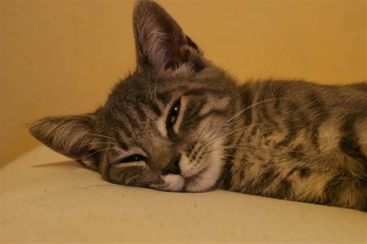 Huskat Sally - Sally som killing billede 11