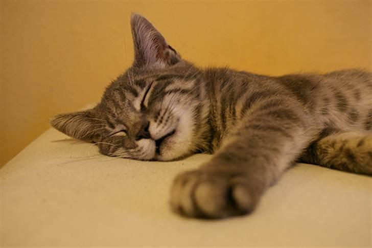 Huskat Sally - Sally som killing billede 12