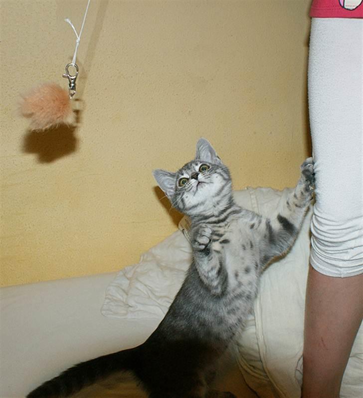 Huskat Sally - Sally som killing billede 13