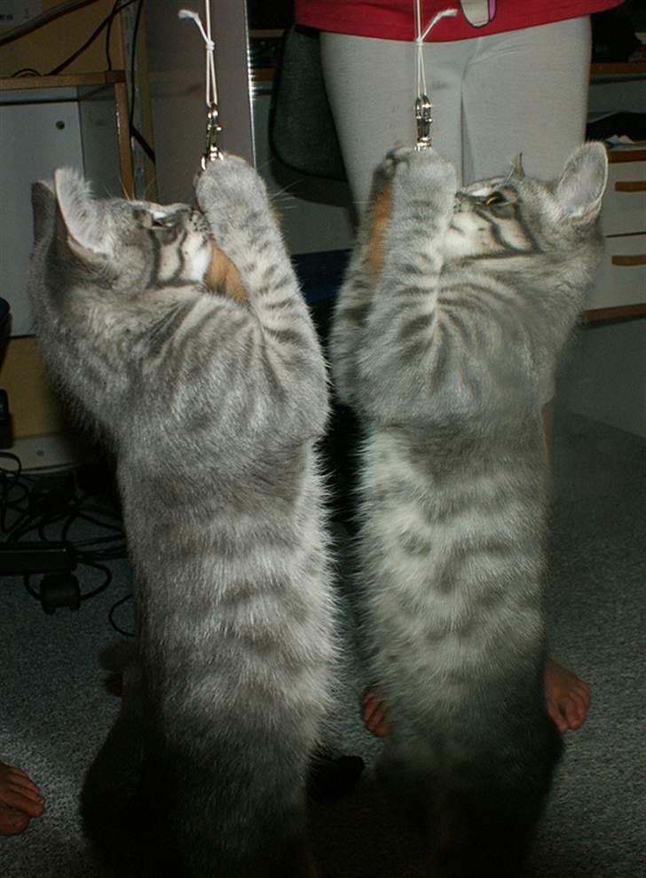 Huskat Sally - Sally som killing billede 14