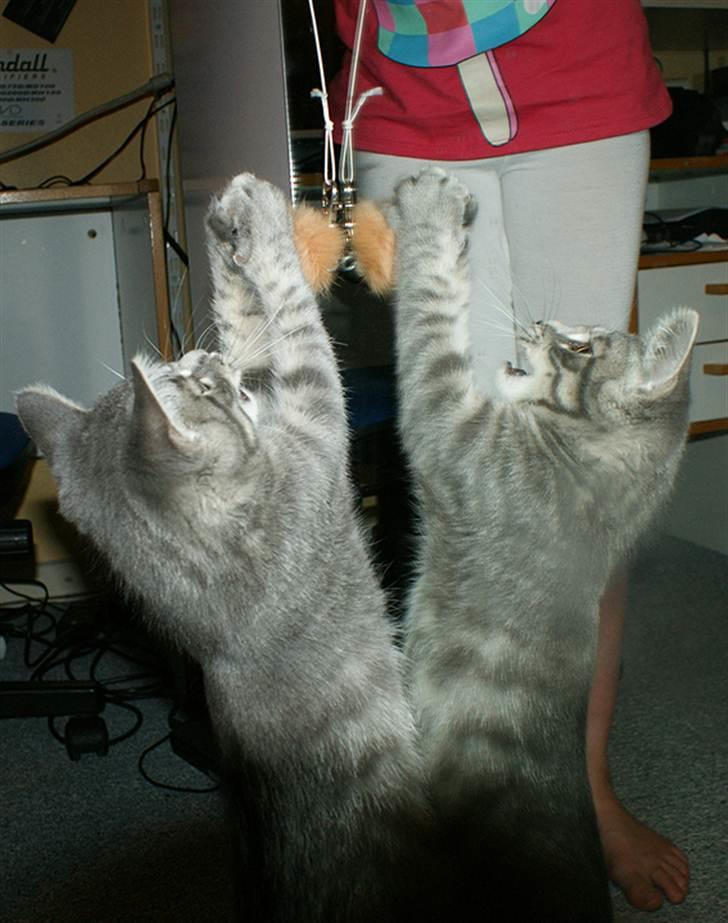 Huskat Sally - Sally som killing billede 15