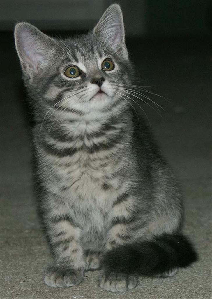 Huskat Sally - Sally som killing billede 16