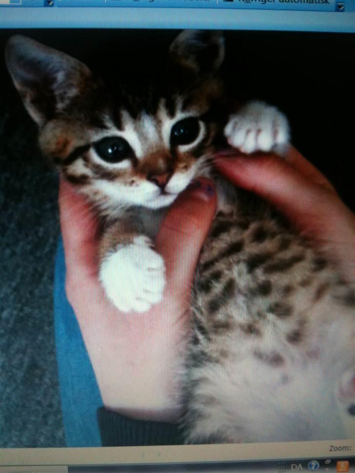 Huskat Chilli - Billed jeg har fået sendt, der kommer flere når hun er blevet hentet billede 1