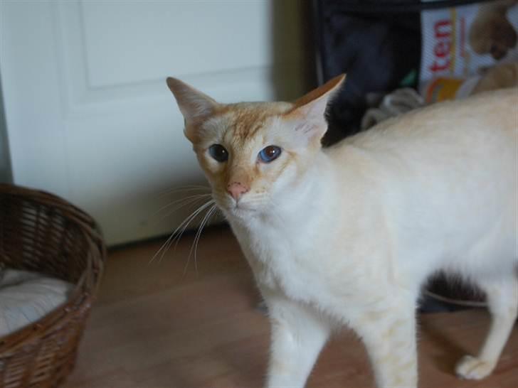 Balineser Blazing Wayan (Knæk) - Copyright Julia K. Beck billede 1