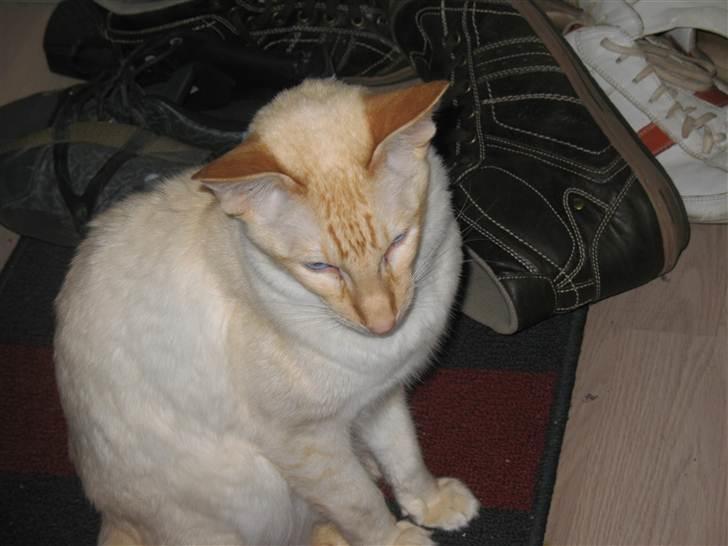 Balineser Blazing Wayan (Knæk) billede 2