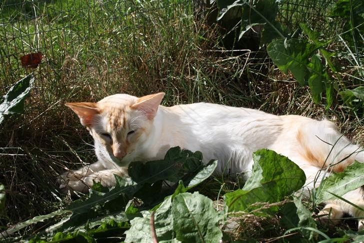 Balineser Blazing Wayan (Knæk) - Copyright Anne Korsbakke billede 3