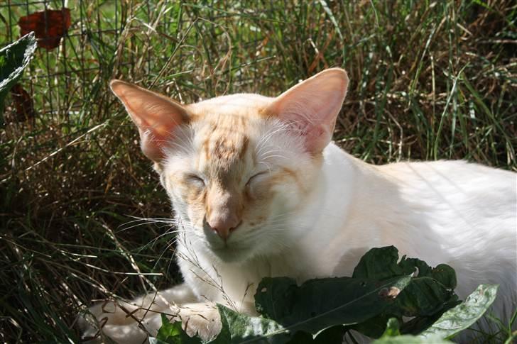 Balineser Blazing Wayan (Knæk) - Copyright Anne Korsbakke billede 4