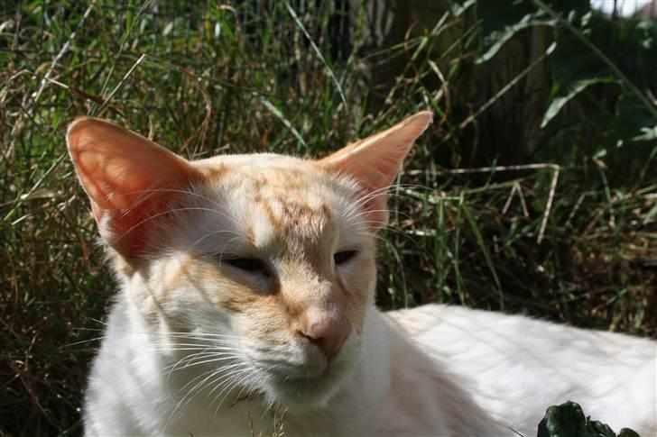 Balineser Blazing Wayan (Knæk) - Copyright Anne Korsbakke billede 5